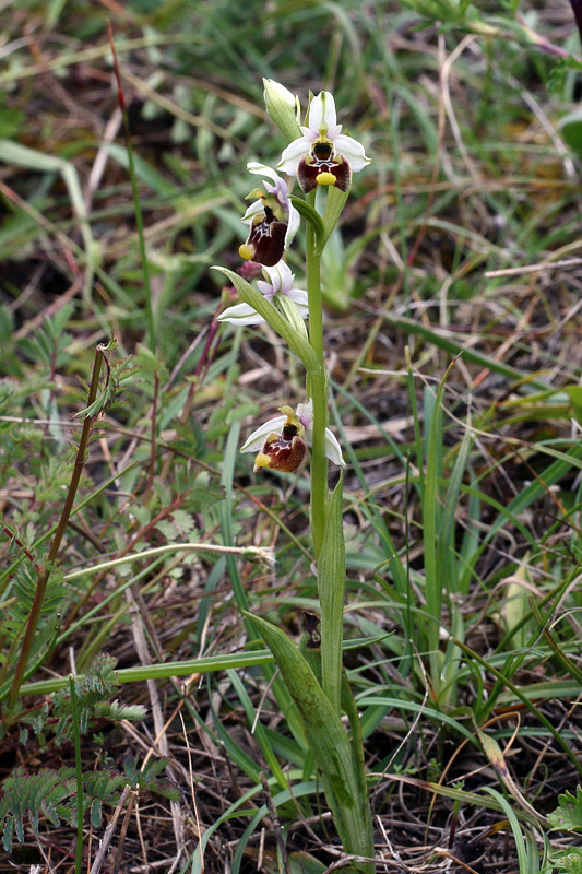 Ophrys annae / Ofride di Anna